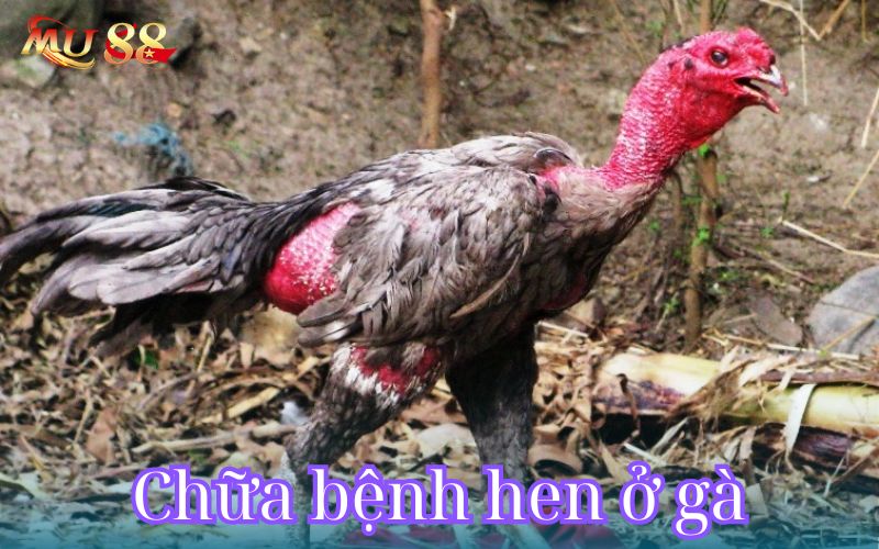 Cách chữa bệnh hen ở gà từ các sư kê lâu năm