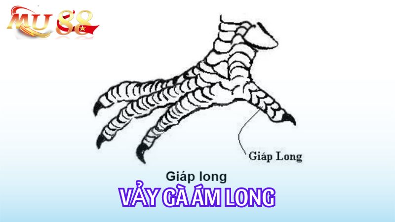 Vảy gà ám long là một kiểu vảy giá trị, hiếm gặp