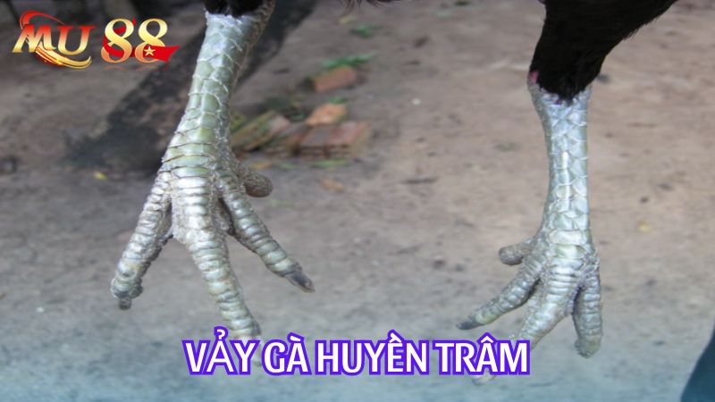 Vảy gà huyền trâm là loại vảy gà khó nhận biết