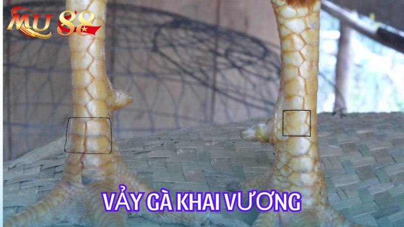 Vảy gà khai vương là một dạng vảy rất hiếm